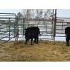 Image 1 : Regehr Land & Cattle - 3 Heifers (Pen 146)