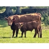 Image 4 : Black Diamond Land & Cattle (Rocky Mountain Ranch) 580# November Delivery Steer Calves - 105 Head 