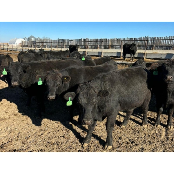 Tee Two Land & Cattle Co. - 875# November Grass Heifers - 70 Head (Kelliher, SK) VBP+