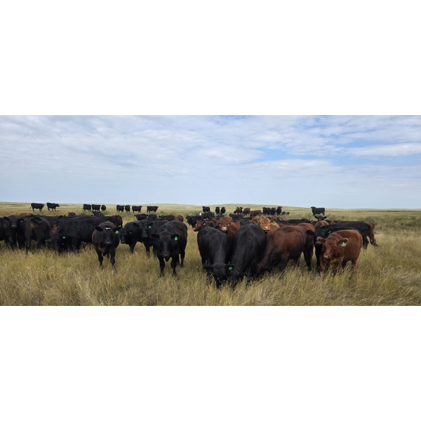 McDougald Ranch Ltd. - 890# September Delivery Grass Steers - 165 Head (Maple Creek, SK)