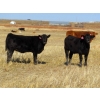 Image 6 : Strickland Cattle Co. - 510# November Heifer Calves - 75 Head (Milestone, SK)