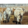 Image 2 : Rob Mossey - 850# March Delivery Steers - 72 Head (Vauxhall, AB)