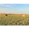Image 7 : Ross L Seven Ranch Ltd. - 903# October Delivery Grass Heifers - 199 Head (Estevan, SK) VBP+
