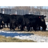 Image 10 : Gerald Retzlaff - 25 Black Angus/Black Angus X Bred Heifers (Fairlight, SK)