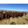 Image 5 : Knievel Farms - 825# March Delivery Steers - 70 Head (Trochu, AB)