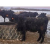Image 3 : Jeff MacMillan - 815# April Weaned Heifers - 70 Head (Marquette, MB)