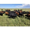 Image 7 : McDougald Ranch Ltd. - 1000# September Delivery Grass Steers - 160 Head (Maple Creek, SK)