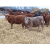 Image 6 : Ranahan Ranch - 975# February Delivery Open Heifers - 38 Head (Wapella, SK)