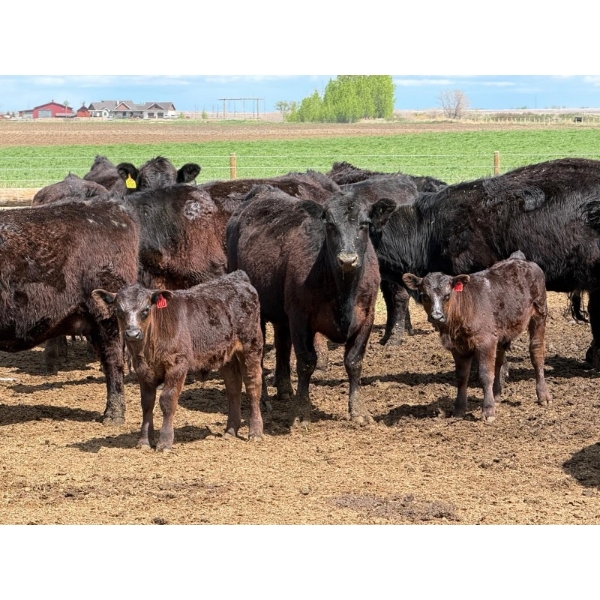 Kyle Torkelson - 10 Black 1st Calf Pairs (Millicent, AB)