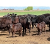 Image 1 : Kyle Torkelson - 10 Black 1st Calf Pairs (Millicent, AB)