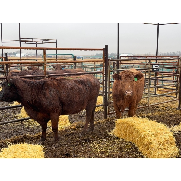 Tom Hardy - 2 Young to Middle-Aged Cows (Pen 148)