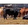 Image 4 : Rob Mossey - 920# May Delivery Steers - 60 Head (Vauxhall, AB)