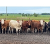 Image 3 : Kevin Szymanek - 770# June Delivery Heifers - 80 Head (Stauffer, AB)