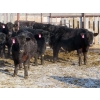 Image 2 : CDA Farms Ltd. - 990# February Delivery Steers - 45 Head (Lemberg, SK)