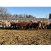 Image 6 : Hawks Haven Ranch - 950# February Delivery Steers - 66 Head (Compeer, AB)