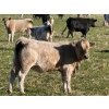 Image 6 : GW Murray Ranches - 575# November Delivery Heifer Calves - 80 Head (Rolling Hills, AB)