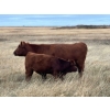 Image 9 : Langer Land & Cattle Inc. - 650# November Steer Calves - 240 Head (Riverhurst, SK) VBP+