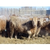 Image 3 : Williamson Farms - 879# February Delivery Heifers - 286 Head (Lomond, AB)