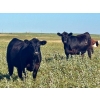 Image 3 : Graydon Garner - 950# September Delivery Grass Heifers - 35 Head (Strathmore, AB)