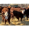 Image 4 : Fox Cattle Co. - 10 Bred Heifers (Pen 420)