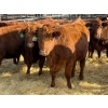 Image 2 : Fox Cattle Co. - 11 Bred Heifers (Pen 443)