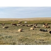 Image 6 : Sharp Hills Ranch Ltd. - 1020# October Delivery Grass Heifers - 500 Head (Sedalia, AB)