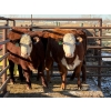 Image 2 : Fox Cattle Co. - 3 Bred Heifers (Pen 418)