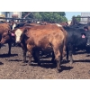 Image 4 : Brandt Boys Inc. - 940# June Delivery Heifers - 130 Head (Tolstoi, MB)