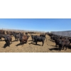 Image 6 : Dusty Meadow Farms - 825# May Delivery Heifers - 215 Head (Fincastle, AB)