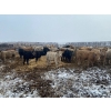 Image 4 : Lowe Ranches - 703# December Weaned Heifers - 99 Head (Nanton, AB)
