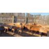 Image 6 : Last Chance Ranch - 610# October Delivery Heifer Calves - 100 Head (Piapot, SK)