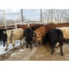 Image 4 : Quarter Circle X Ranch - 712# March Delivery Heifers - 82 Head (Madden, AB) VBP+