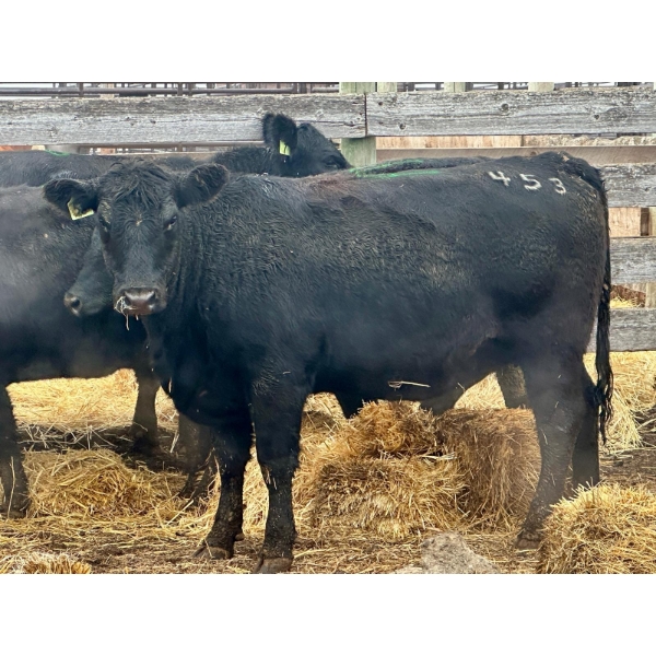 Rosgen Ranches - 6 Heifers (Pen 142)