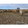 Image 8 : Bauer Ranching - 890# February Delivery Steers - 210 Head (Hilda, AB)
