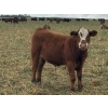 Image 10 : Jones Hereford Ranch - 690# October Delivery Steer Calves - 82 Head (Balzac, AB)