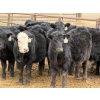 Image 6 : Leon Torkelson - 700# February Delivery Steers - 75 Head (Millicent, AB)