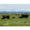 Image 2 : Dana Boothby - 550# October Delivery Steer Calves - 110 Head (Cochrane, AB)