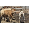 Image 11 : Cattlewood Farms Ltd. - 805# June/July Delivery Heifers - 75 Head (Fincastle, AB)