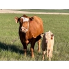 Image 4 : Border View Ranch - 540# October Delivery Heifer Calves - 65 Head (Coronach, SK)