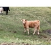 Image 9 : Circus Coulee Cattle (Robert & Jordy Hoff) - 525# November Heifer Calves - 95 Head (Dorothy, AB)