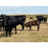 Image 11 : Dar-Lin Ranching - 470# November Delivery Heifer Calves - 115 Head (Big Stone, AB)