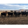 Image 7 : Lowe Ranches - 685# March Delivery Steers - 44 Head (Nanton, AB)