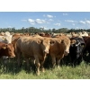 Image 3 : Marcinek Cattle Company - 1050# September Delivery Grass Heifers - 60 Head (Condor, AB)