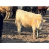 Image 4 : Cunningham Cattle Co. - 850# March Delivery Heifers - 70 Head (Rhein, SK)