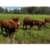 Image 2 : Emil Larson - 47 Oct/Nov Delivery Steers & Heifers (Millet, AB)