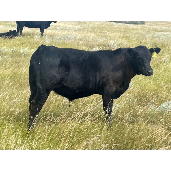 Brad, Kelly & Oliver Deschamps - 590# October Delivery Steer Calves - 100 Head (Patricia, AB)