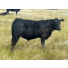 Image 1 : Brad, Kelly & Oliver Deschamps - 590# October Delivery Steer Calves - 100 Head (Patricia, AB)