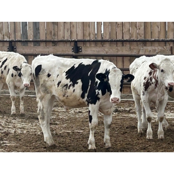 Camrose Colony - 635# Holstein Steers - 16 Head (Camrose, AB)