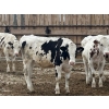Image 1 : Camrose Colony - 635# Holstein Steers - 16 Head (Camrose, AB)
