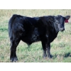 Image 4 : Ray Torkelson - 580# Steer Calves - 107 Head (Millicent, AB)